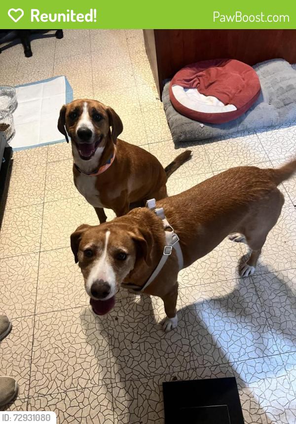 Reunited Female Dog last seen Sheppard and ocean view, Norfolk, VA 23518