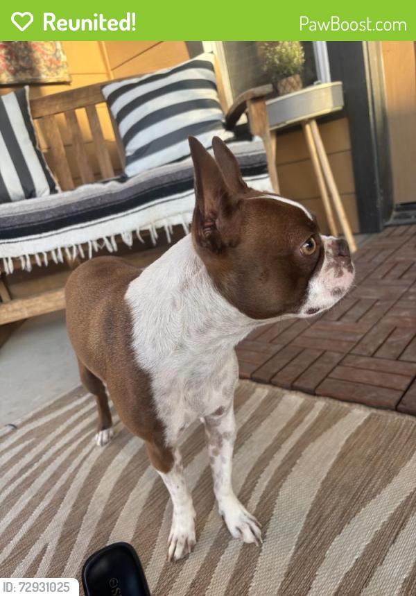 Reunited Female Dog last seen Nord Ave, Bakersfield, CA, USA, Bakersfield, CA 93314