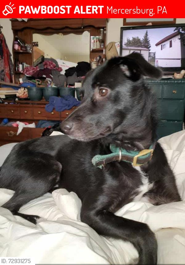 Lost Female Dog last seen Lemar Rd or 75, Mercersburg, PA 17236