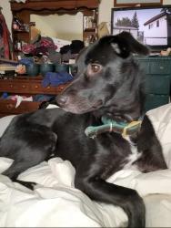 Lost Female Dog last seen Lemar Rd or 75, Mercersburg, PA 17236