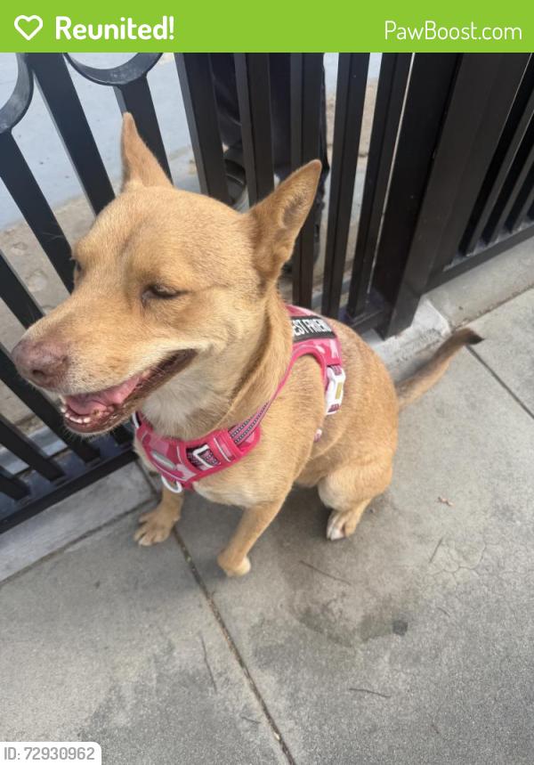 Reunited Female Dog last seen Ontario, CA, USA, Ontario, CA 91761
