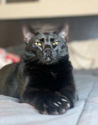 Reunited Male Cat last seen Capital expressway , San Jose, CA 95136