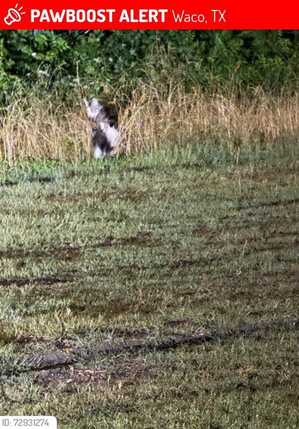 Lost Unknown Cat last seen Waco , Waco, TX 76702
