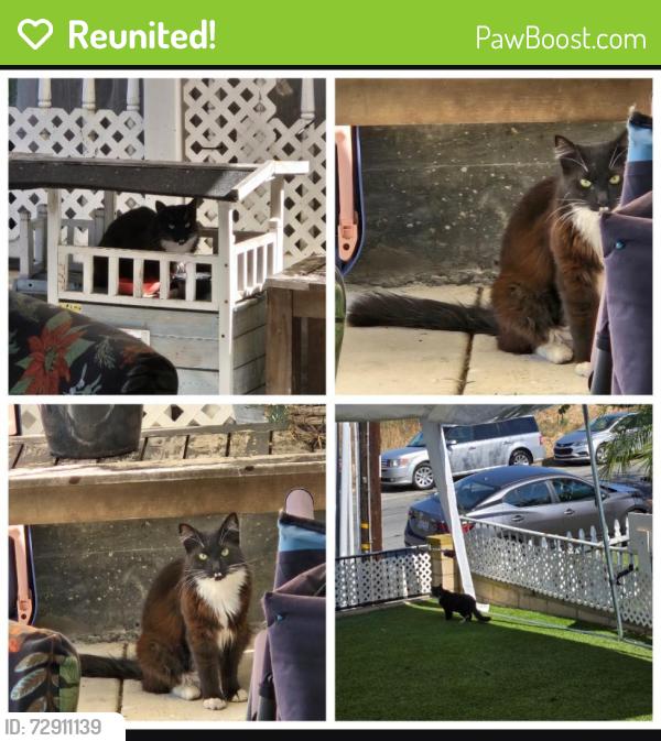 Reunited Unknown Cat last seen Skyline, San Diego, CA 92114