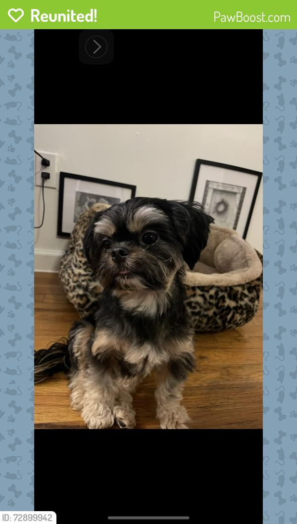 Reunited Female Dog last seen Laconia Ave & E 229th St , The Bronx, NY 10466
