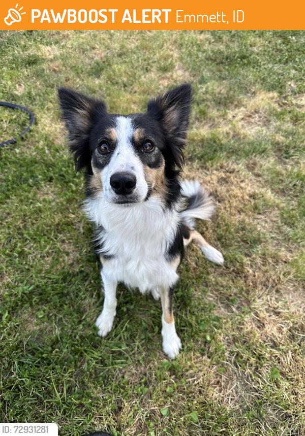 Found/Stray Female Dog last seen Black Canyon Reservoir across the water from the jet ski boat ramp, Emmett, ID 83617