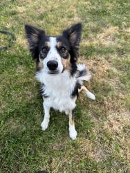 Found/Stray Female Dog last seen Black Canyon Reservoir across the water from the jet ski boat ramp, Emmett, ID 83617