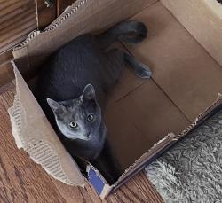 Reunited Male Cat last seen Near Roosevelt Dr, Chapel Hill, NC 27514, USA, Chapel Hill, NC 27514
