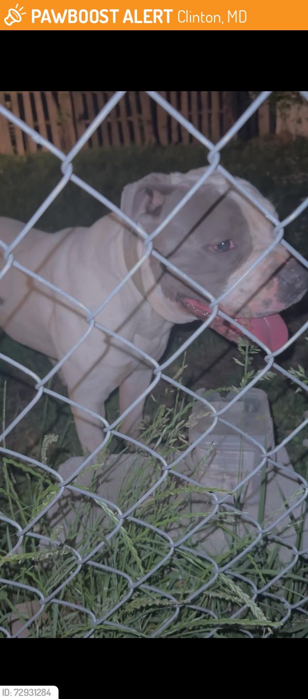 Found/Stray Male Dog last seen thrift and windbrook, Clinton, MD 20744