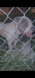 Found/Stray Male Dog last seen thrift and windbrook, Clinton, MD 20744