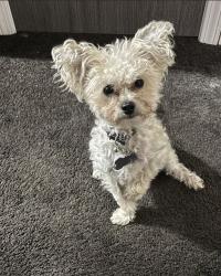 Reunited Male Dog last seen Chambers, Hadley, Lisbon , Milwaukee, WI 53210