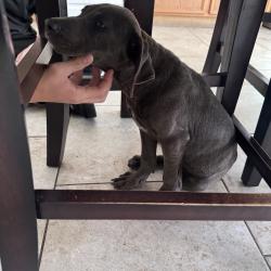 Found/Stray Female Dog last seen Near Bayou between Red Meadows Dr. and Lake Bend Shore Dr. , Montgomery County, TX 77386