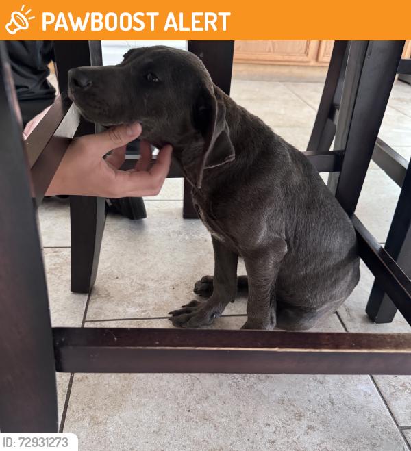 Found/Stray Female Dog last seen Near Bayou between Red Meadows Dr. and Lake Bend Shore Dr. , Montgomery County, TX 77386
