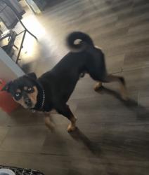 Lost Male Dog last seen Pontiac , Pontiac, MI 48342