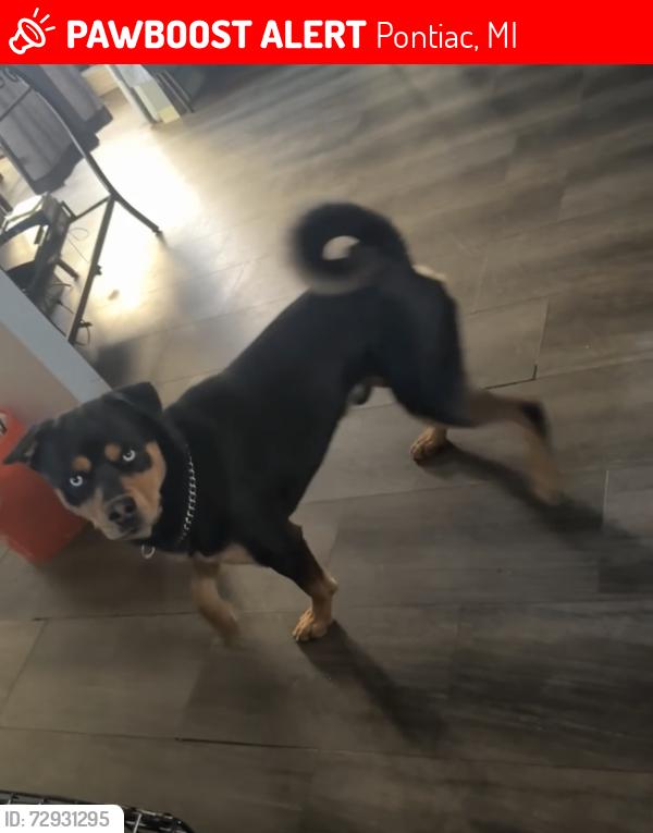 Lost Male Dog last seen Pontiac , Pontiac, MI 48342