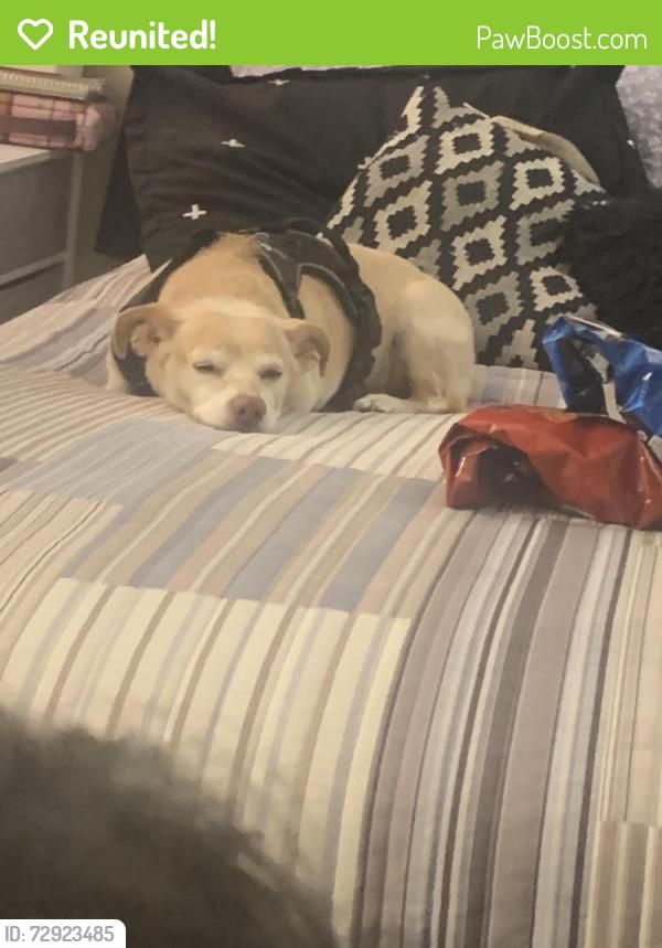 Reunited Male Dog last seen Moreno beach and Alessandro near a vacant lot , Moreno Valley, CA 92551