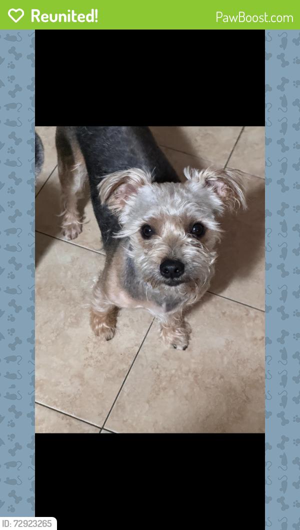 Reunited Male Dog last seen brickyard, Chicago, IL 60707