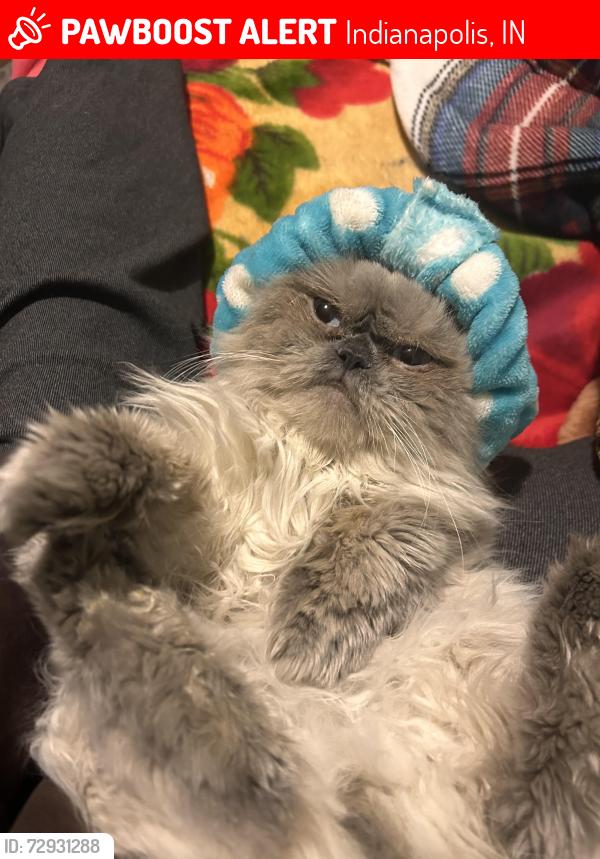 Lost Male Cat last seen N Gale St , Indianapolis, IN 46218