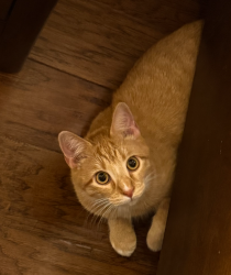 Lost Male Cat last seen Twin Creeks, Cedar Park, Texas , Cedar Park, TX 78613