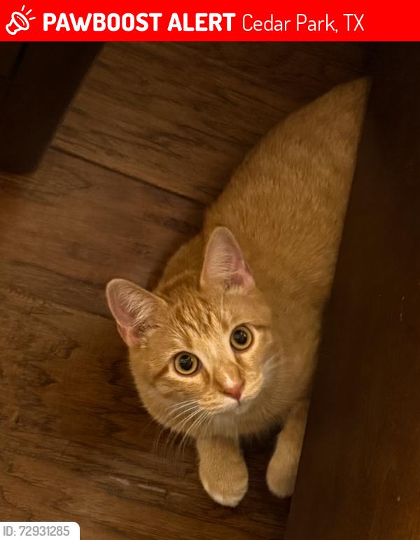 Lost Male Cat last seen Twin Creeks, Cedar Park, Texas , Cedar Park, TX 78613