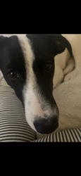 Lost Male Dog last seen Goodlettsville, TN, Robertson County, TN 37072