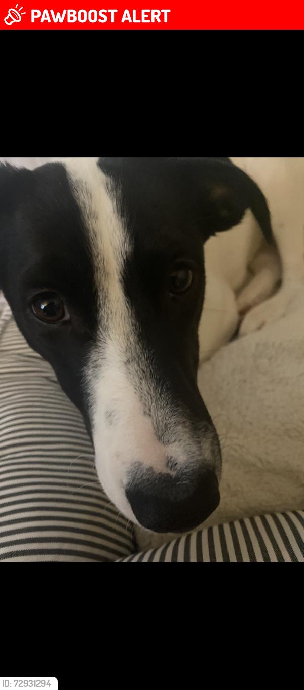 Lost Male Dog last seen Goodlettsville, TN, Robertson County, TN 37072