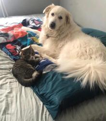 Reunited Female Dog last seen Tulakes Dr, Columbus, GA 31904, USA, Columbus, GA 31904