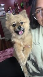 Reunited Male Dog last seen Near Kimble St, Houston, TX 77017
