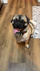Found/Stray Male Dog last seen N. Pecos Rd. & E. Tropical Pkwy, North Las Vegas, NV 89081