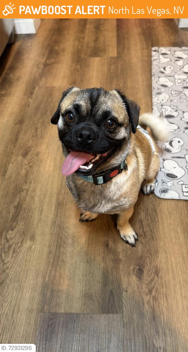 Found/Stray Male Dog last seen N. Pecos Rd. & E. Tropical Pkwy, North Las Vegas, NV 89081