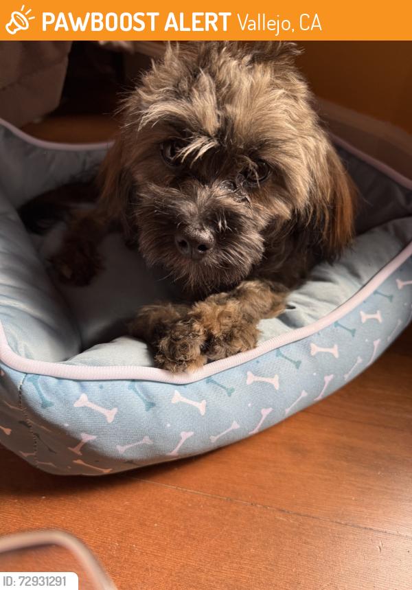 Found/Stray Female Dog last seen Fern Place, Vallejo, CA 94590