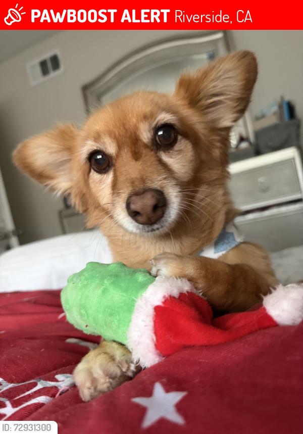 Lost Female Dog last seen Cole and van buren, Riverside, CA 92508