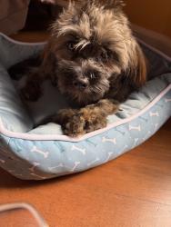 Found/Stray Female Dog last seen Fern Place, Vallejo, CA 94590