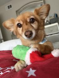 Lost Female Dog last seen Cole and van buren, Riverside, CA 92508