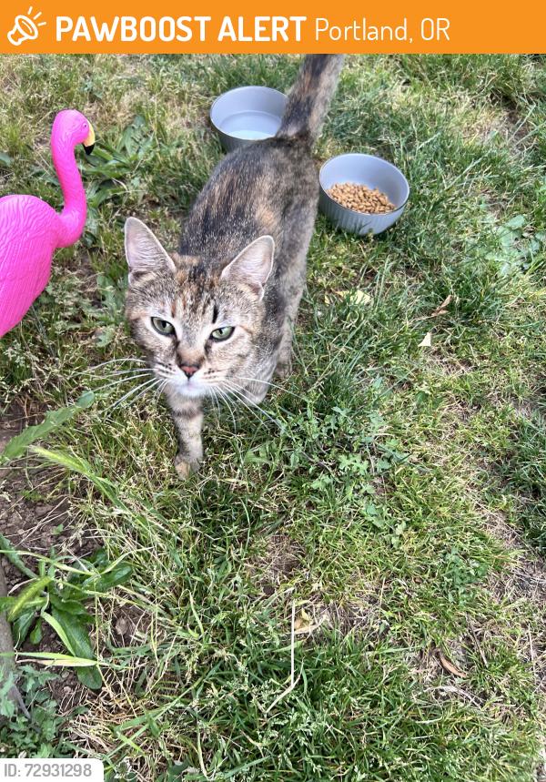 Found/Stray Female Cat last seen Holgate 92nd, Portland, OR 97206