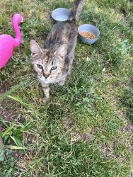 Found/Stray Female Cat last seen Holgate 92nd, Portland, OR 97206