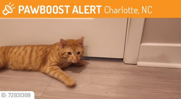Found/Stray Male Cat last seen JN Pease, Charlotte, NC 28262