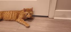 Found/Stray Male Cat last seen JN Pease, Charlotte, NC 28262
