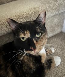 Lost Female Cat last seen Spring Arbor & University East, Charlotte, NC 28213