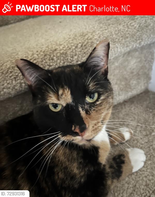 Lost Female Cat last seen Spring Arbor & University East, Charlotte, NC 28213