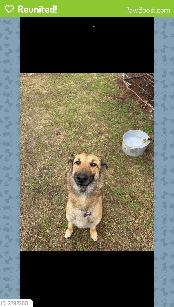 Reunited Female Dog last seen Battlefield park , Newnan, GA 30263
