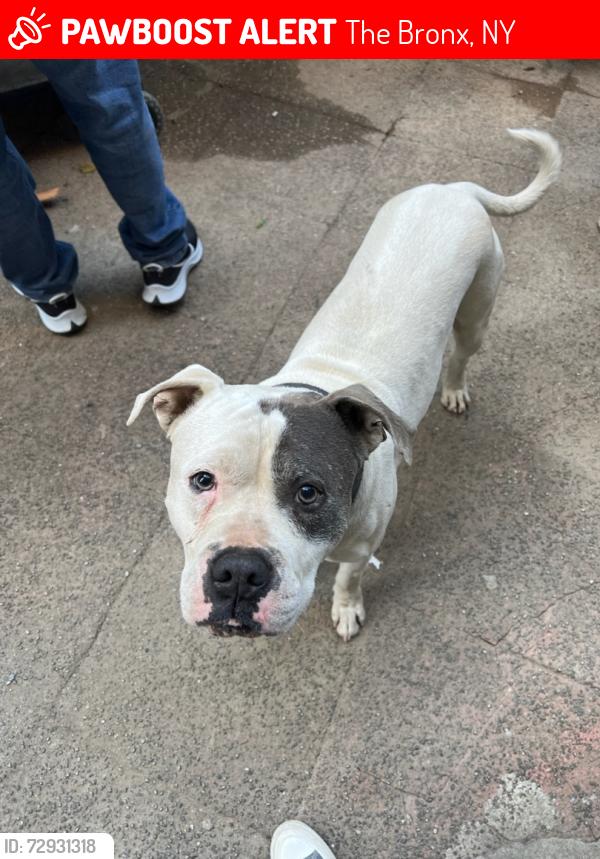 Lost Male Dog last seen St James Park, The Bronx, NY 10468