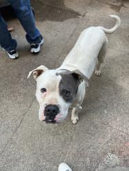 Lost Male Dog last seen St James Park, The Bronx, NY 10468