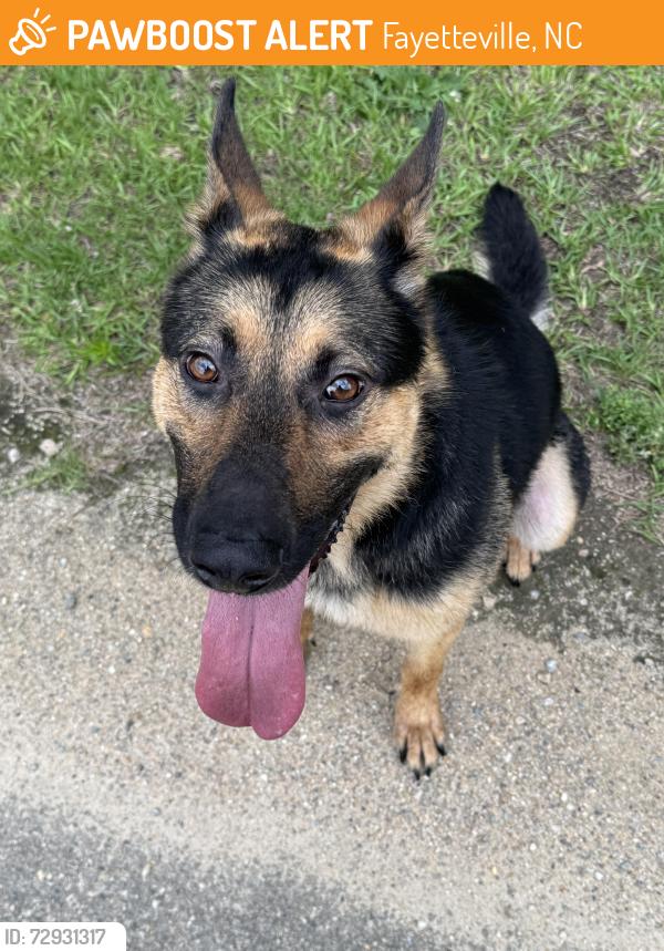 Found/Stray Male Dog last seen PWC Water Treatment Facility & Cape Fear River Trail, Fayetteville, NC 28301