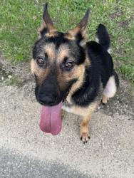 Found/Stray Male Dog last seen PWC Water Treatment Facility & Cape Fear River Trail, Fayetteville, NC 28301