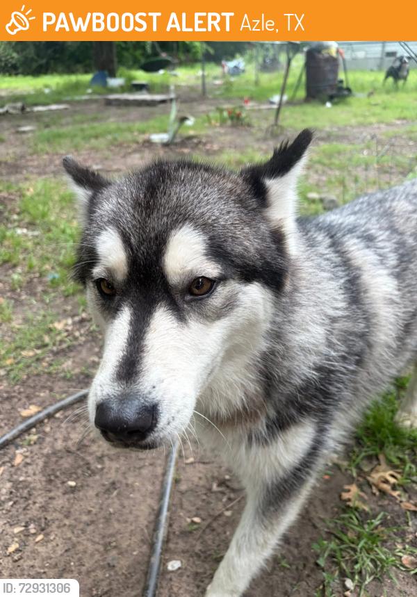 Found/Stray Female Dog last seen Porter , Azle, TX 76020