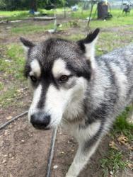 Found/Stray Female Dog last seen Porter , Azle, TX 76020