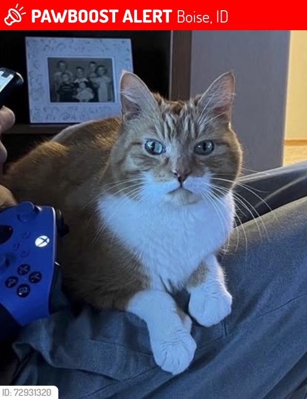 Lost Male Cat last seen Cloverdale and Fairview , Boise, ID 83713