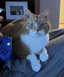 Lost Male Cat last seen Cloverdale and Fairview , Boise, ID 83713