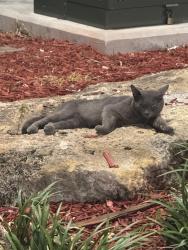 Found/Stray Unknown Cat last seen Flanigans Parking Lot, Fort Lauderdale, FL 33312
